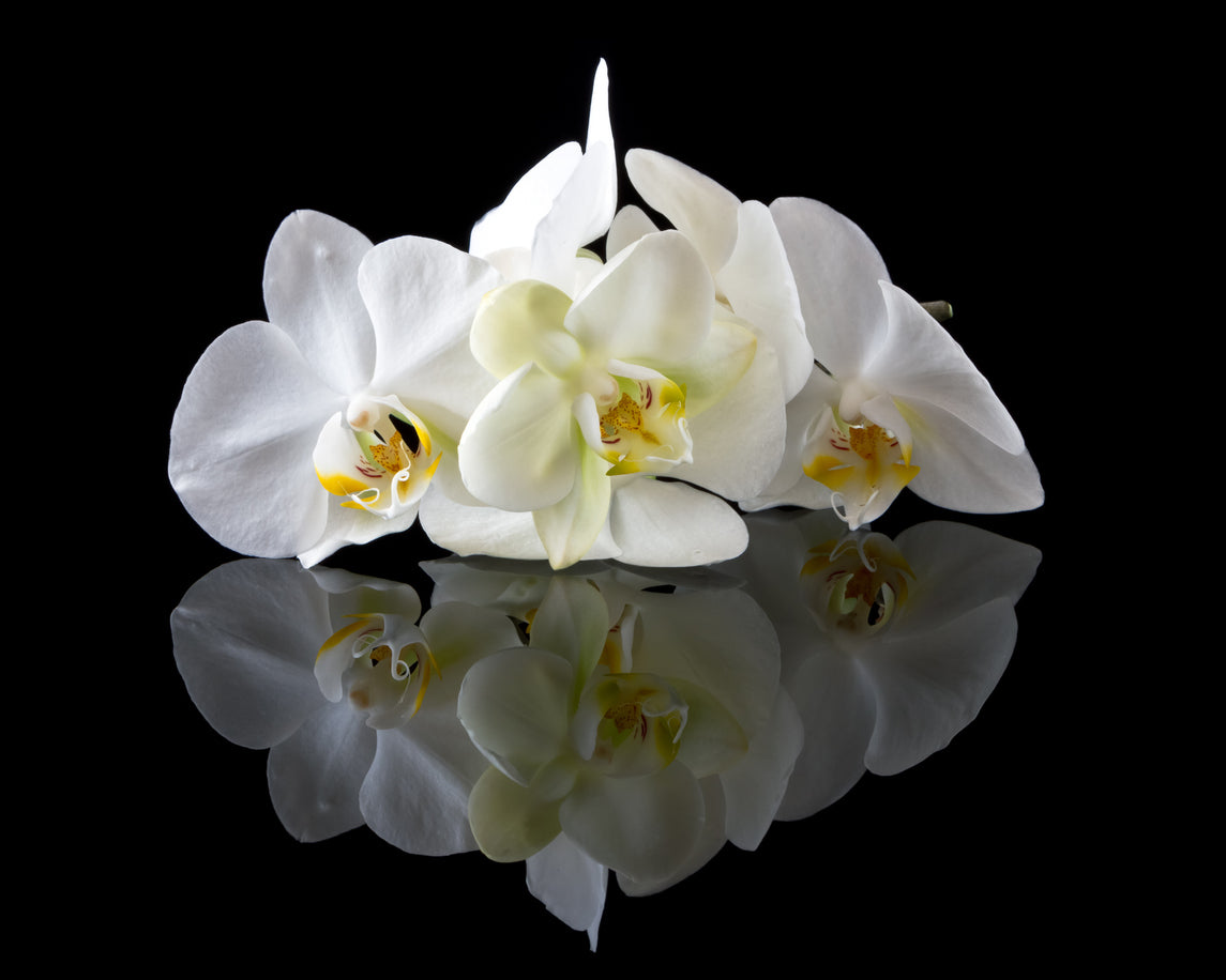 wholesale_floral_products_supplier