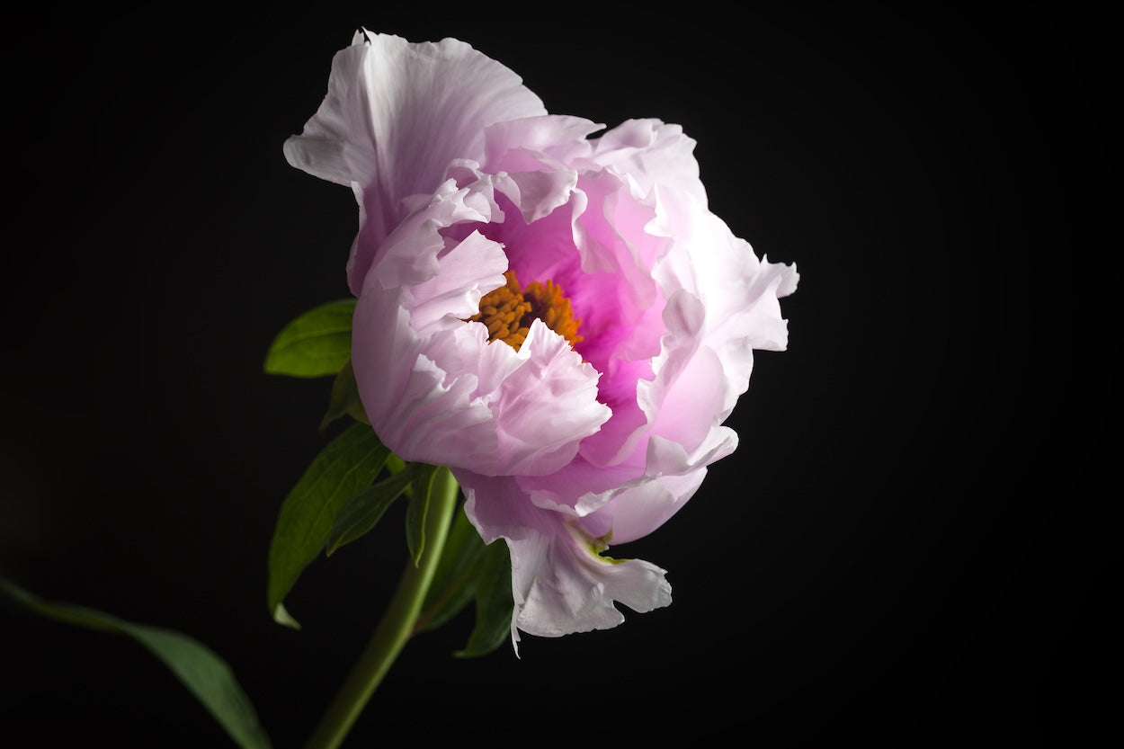 wholesale_flower_supplier_company
