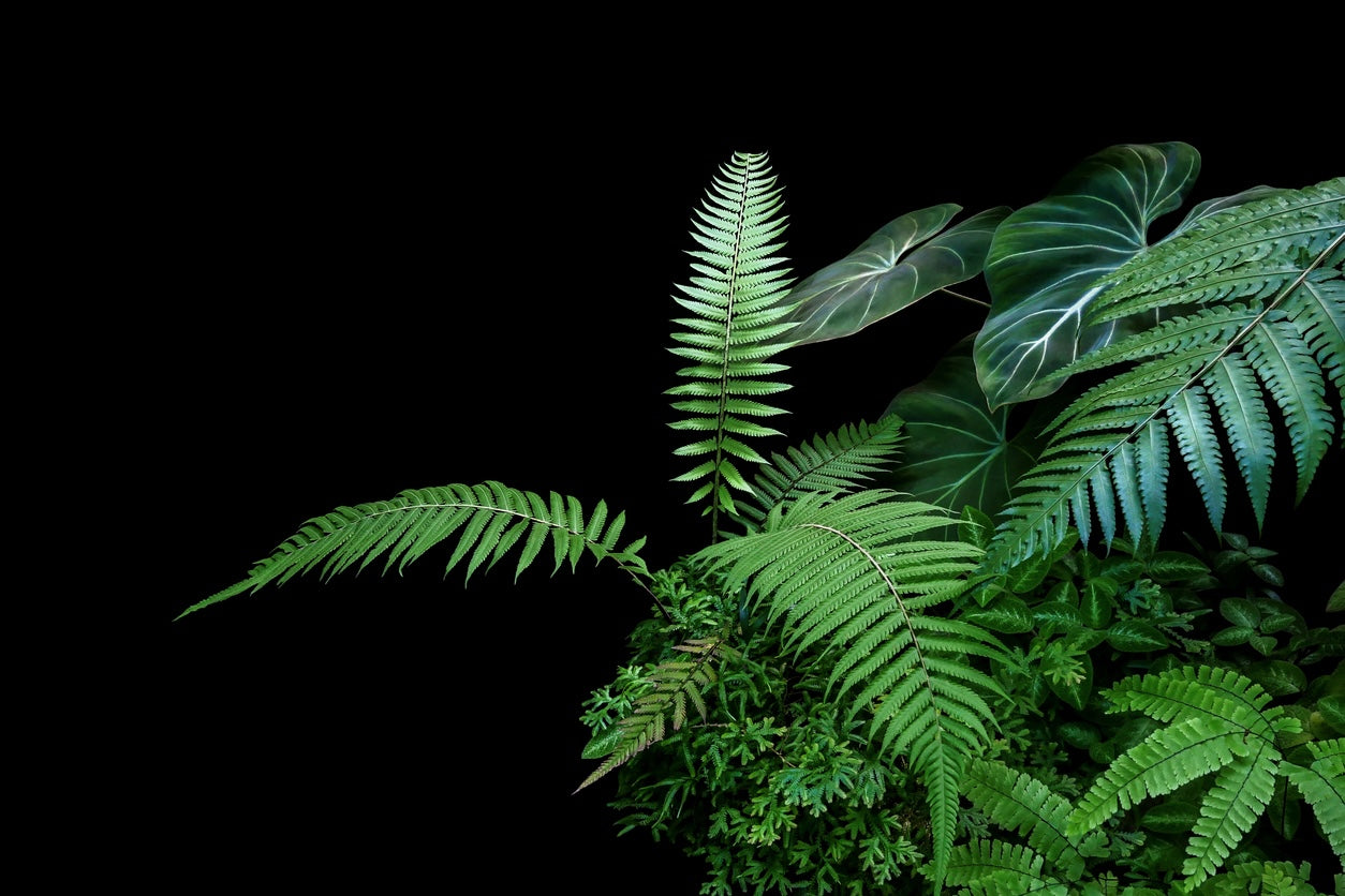 wholesale_plant_supplier