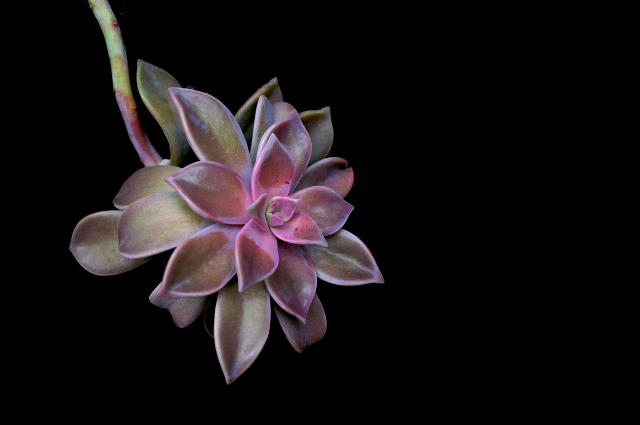 wholesale_succulent_supplier